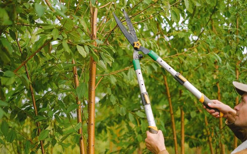Tree trimming in Cottage Grove, TN